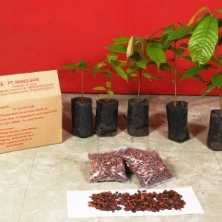 Jual Biji Kakao Kering, Benih & Bibit Kakao