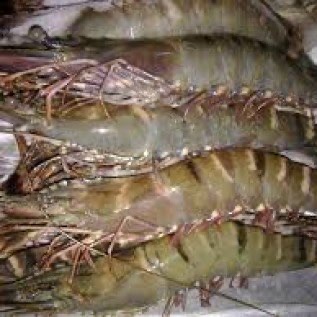 Jual udang tiger, hub 082292651576