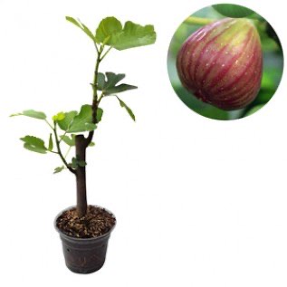 Bibit Buah Ara / Tin Brown Turkey - Ukuran 30-40cm