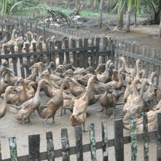 Jual Bebek Siap Telur 