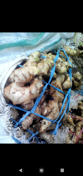 jahe gajah