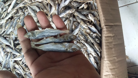 ikan asin layang medium
