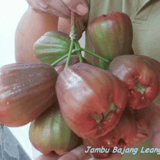 bibit jambu bajang leang kualitas super siap tanam 