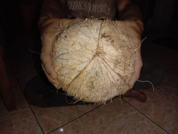 Kelapa Tua Tasik