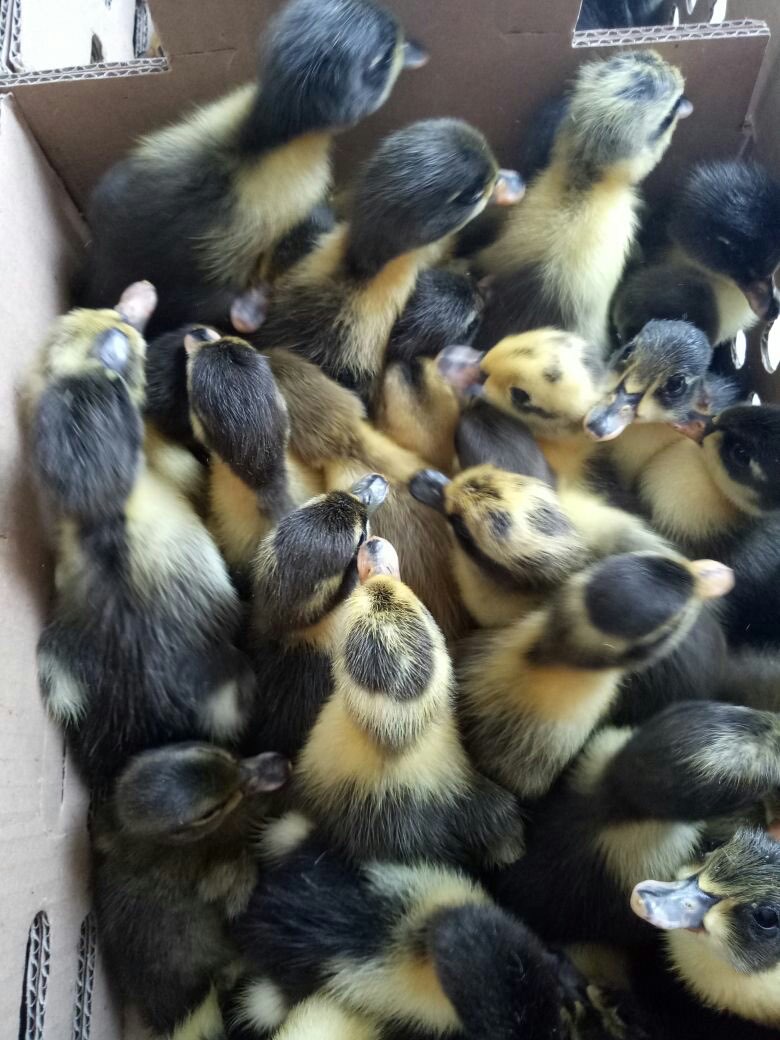 Jual DOD Bebek Hybrida