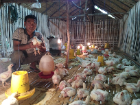 ayam Broiler
