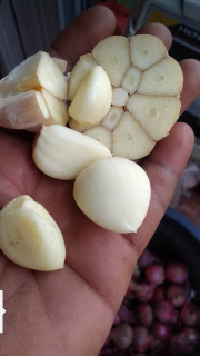bawang putih kating