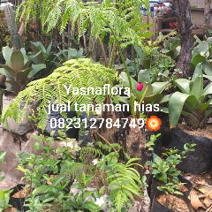 jual pohon pakis monyet 
