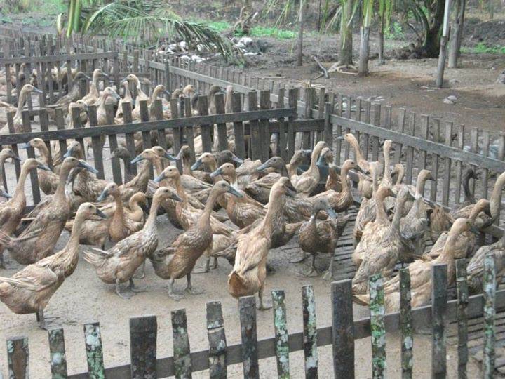 jual bebek siap telur  perkasa