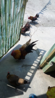 ayam kate