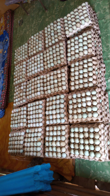 telur bebek
