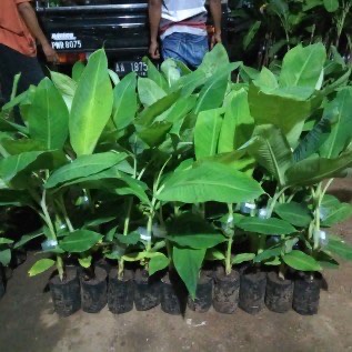 Bibit Pisang (Banana)
