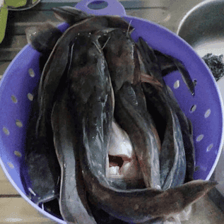 Lele Konsumsi Partai Kecil