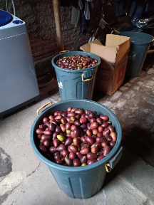 Buah matoa kudus