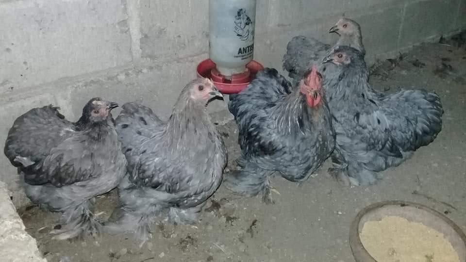 Dijual Ayam Chocin dari Usia Anakan sampai Indukan
