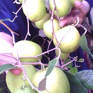 Apel India. Apel daerah panas. Futsa. Soppeng Sulawesi Selatan 085242199779
