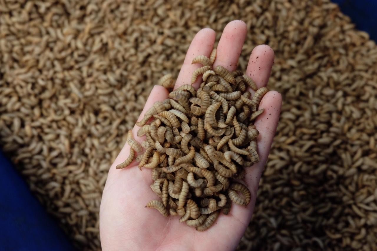 Maggot Basah Larva BSF  