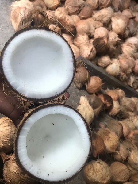 Kelapa tua ALAM INDO