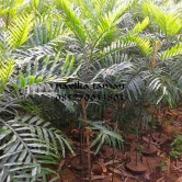 jual pohon kiara payung 