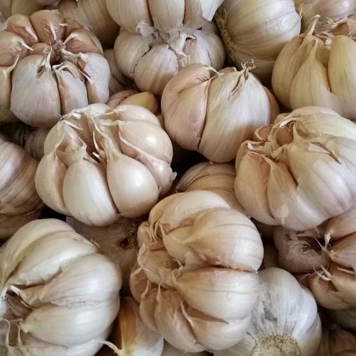 Bawang Putih Honan ( Banci ) Import 1 Kg Kualitas Super