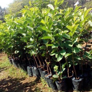 Bibit Jambu Kristal super uk 40cm Cepat Berbuah