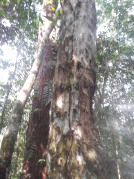 pohon gaharu  aquilaria