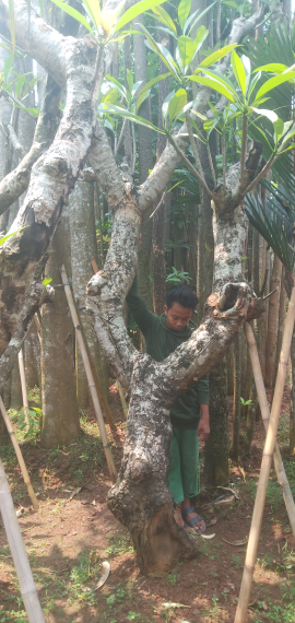 jual pohon kamboja fosil murah