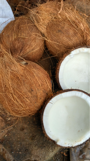 jual kelapa Kalimantan