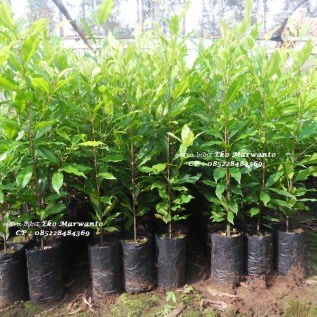 Bibit Cengkeh Zanzibar unggul di Purworejo berbagai ukuran super murah