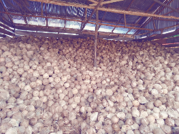 jual kelapa tua