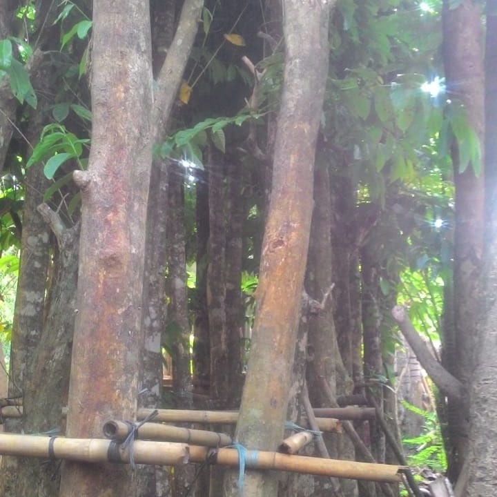 jual pohon bungur besar