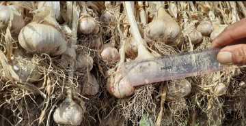 BAWANG PUTIH LOKAL