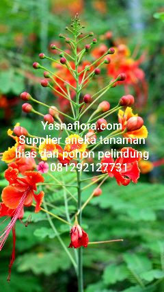 jual pohon kembang merak 08.12.92.12.77.31