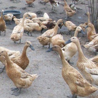 Jual DOD atau Bibit Bebek Mojosari Petelur Pulau Jawa