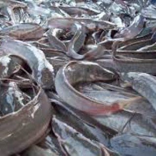ikan lele