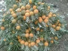 jual nanas madu pemalang