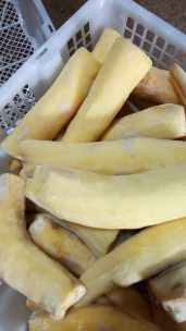 singkong