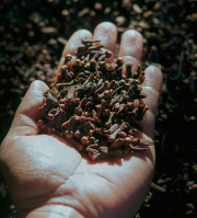 Cengkeh Flores