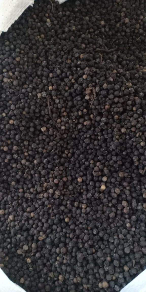 lada hitam besar kwalitas no 1