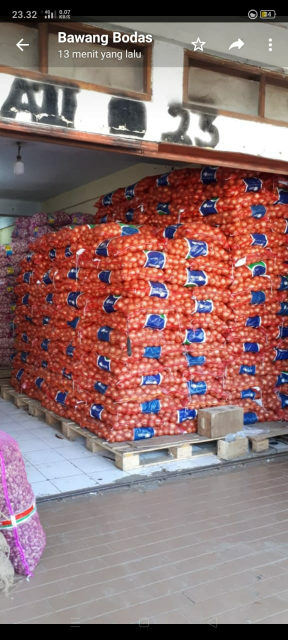bawang bombai