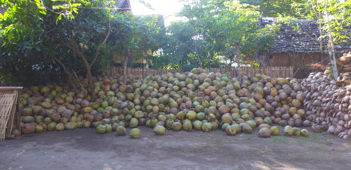 Kelapa Tua