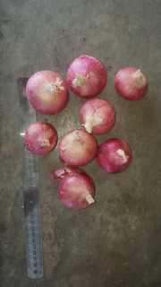 bawang
