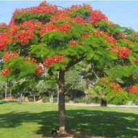 jual pohon flamboyan 