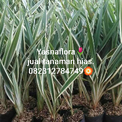 jual tanaman airis.08.12.92.12.77.31