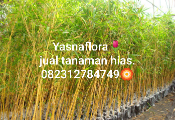 jual pohon bambu cina 