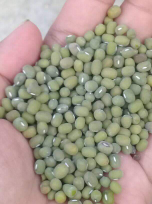 kacang hijau butek