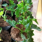jual pohon plhilodendron
