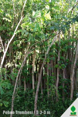 Jual pohon trembesi