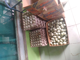 jual telur bebek