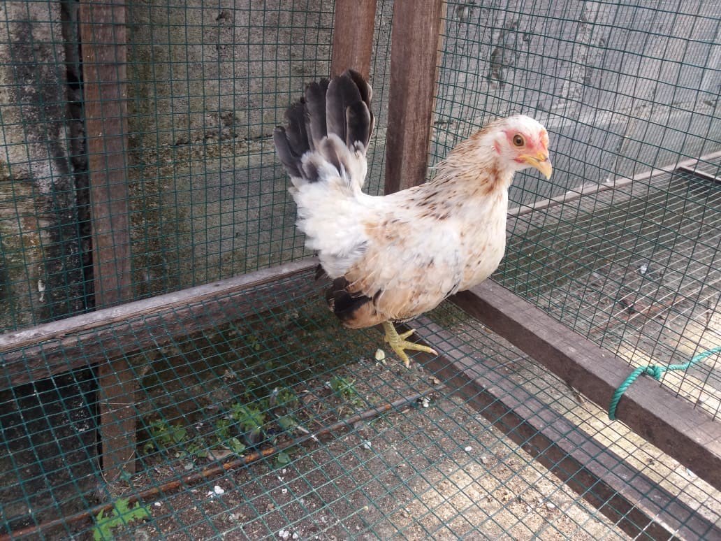 Dijual Ayam Kate dari Usia Anakan sampai Indukan